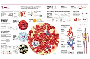 Human Body Prints: Infographics of the composition of blood