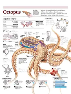 Water Animals Prints: Infographics of the distribution