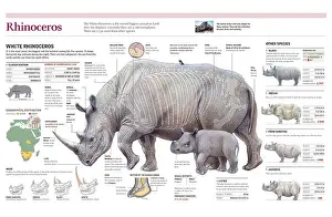 Herbivorous Prints: Infographics of the distribution