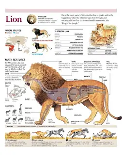 Mammalian Prints: Infographics of habitat, anatomy and method of lion hunting