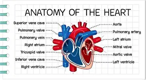 Cerebellum Prints: Information poster of human heart diagram illustration