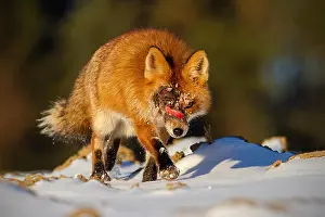 Wound Prints: Injured wild red fox with wound on head approaching