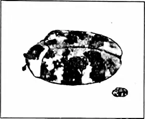 Pests Prints: Injurious insects : how to recognize and control them