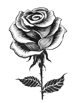 Rose Flower Prints: Ink black and white drawing of a single white rose