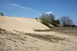 Sand Dune Prints: The inland sand dune in Wilderness Jüterbog in Northeastern Germany is a relict of the ice age