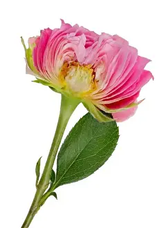 Inner vertical cut of spring Easter bud of a pink rose flower