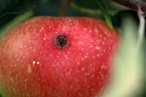 Marks Prints: Insect damage on an apple, Malus domestica