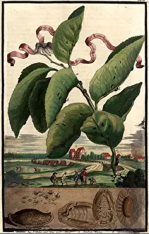 Nuremberg Prints: Insecta malorum arantiarum et limoniarum und Brücken bei St