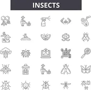 Outline Vector Vectors Prints: Insects line icons, signs set, vector