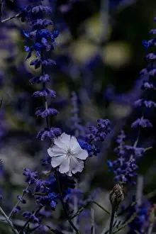 Depth Of Field Prints: Intense colored outdoor macro of a wide open white blooming crown campion surrounded by dark blue violet perovskias