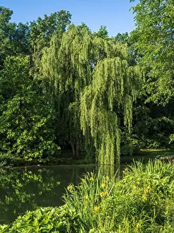 Peaceful Scene Prints: Intense green foliage enveloping a glassy pond