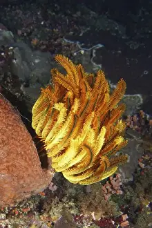 Sea Bottom Prints: Intense orange-yellow Yellow Feather Star