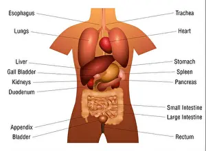 Learn Prints: Internal organs chart - 3d anatomy diagram with inner organs and appropriate names - illustration on white background