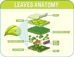 Pathology Prints: Internal structure of leaf diagram illustration