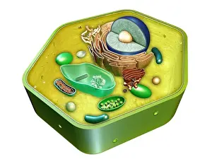 Nucleus Prints: Internal structure of a plant cell. Digital illustration. Clipping path included