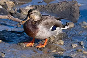 Mutation Prints: An intersex mallard—a female displaying male characteristics likely due to reduced testosterone from old age—at Humber
