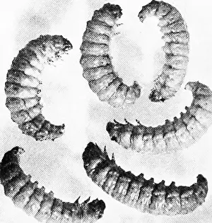 Controlled Prints: Investigations pertaining to Texas beekeeping