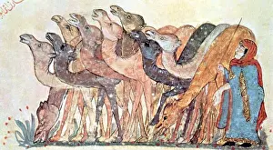 Camel Prints: Iraq/Arabia: A camel herder with his charges