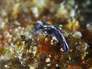 Cnidaria Prints: Iridescent bluish nudibranch, spotted thuridilla