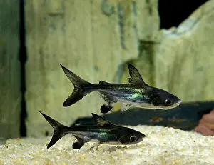 Fresh Water Prints: Iridescent Shark Catfish, pangasius hypophthalmus
