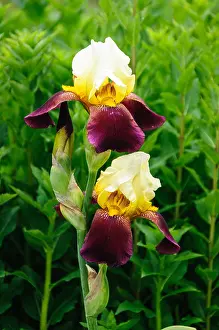 Orange County Prints: Iris, Annie duPont Formal Garden, James Madison's Montpellier, Orange County, Virginia