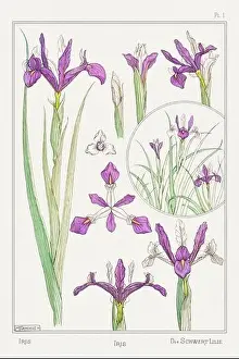 Iris. Botanical art illustrated by Maurice Pillard Verneuil (1896)