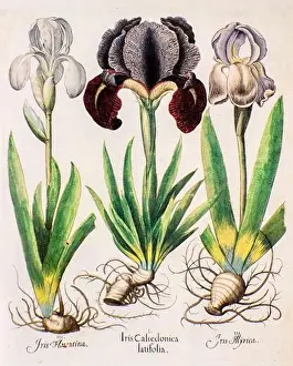Iris Prints: Three iris plants from Hortus Eystettensis a codex produced by Basilius Besler in 1613 of the garden of the bishop of