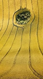 Mazury Prints: Island of trees in the field of blooming rape, Mazury, Poland