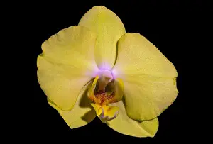 Orchidaceae Prints: isolated bright yellow orchid blossom, macro on black background with detailed texture