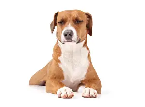 Napping Prints: Isolated dog sleeping with paws stretched out