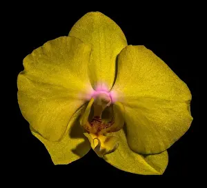 Orchidaceae Prints: isolated glittering yellow orchid blossom, macro on black background with detailed texture