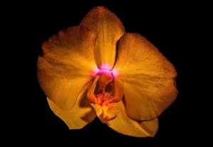 isolated golden shining orchid blossom, macro on black background with detailed texture