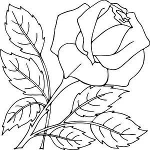 Rose Flower Prints: isolated outline drawing of rose flower, graphic, graphic art, clothing design
