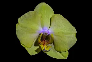 Orchidaceae Prints: isolated pastel yellow orchid blossom, macro on black background with detailed texture