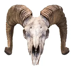 Occult Prints: An Isolated Ram's Skull With Horns And A White Background