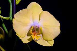 isolated yellow orchid blossom, green stem, macro on black background with detailed texture