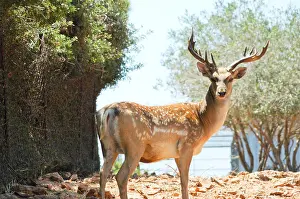 Ruminant Prints: Israel Carmel Mountains Male Persian Fallow Deer Dama dama Mesopotamica