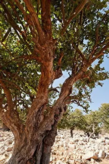 Galilee Prints: Israel the Lower Galilee Styrax tree Styrax Officinalis in Yodfat