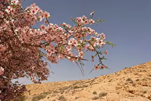 Negev Prints: Israel the Negev desert Almond tree in Wadi Eliav