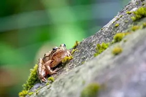 Treefrog Prints: Issaquah, Washington State, USA. Pacific Tree Frog resting on a rock next to a pond