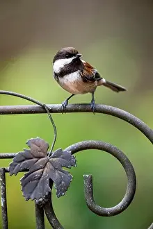 Avifauna Prints: Issaquah, Washington State, USA