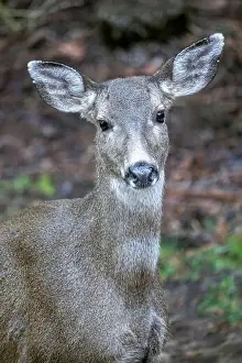 Odocoileus Hemionus Columbianus Prints: Issaquah, Washington State, USA