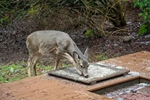 Herbivorous Prints: Issaquah, Washington, USA. Black-tailed Deer come to eat birdseed off of a deck feeding platform