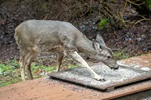 Herbivorous Prints: Issaquah, Washington, USA. Black-tailed Deer come to eat birdseed off of a deck feeding platform