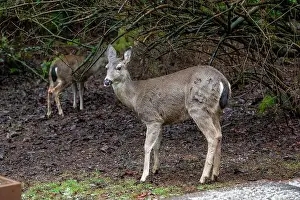 Herbivorous Prints: Issaquah, Washington, USA. Two Black-tailed Deer does come to eat birdseed off of a deck feeding platform