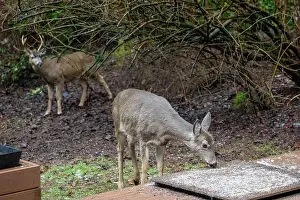 Herbivorous Prints: Issaquah, Washington, USA. Black-tailed Deer fawn come to eat birdseed off of a deck