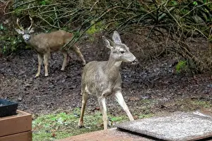 Herbivorous Prints: Issaquah, Washington, USA. Black-tailed Deer fawn come to eat birdseed off of a deck