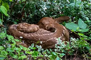 Fawn Prints: Issaquah, Washington, USA. Black-tailed deer fawn curled up in the undergrowth of a forest