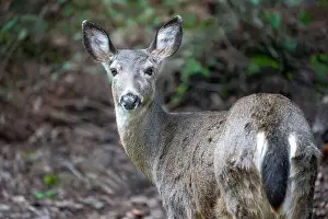 Herbivorous Prints: Issaquah, Washington, USA. Rear view of a Black-tailed Deer doe standing in a yard next to a forest