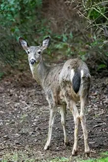 Herbivorous Prints: Issaquah, Washington, USA. Rear view of a Black-tailed Deer doe standing in a yard next to a forest